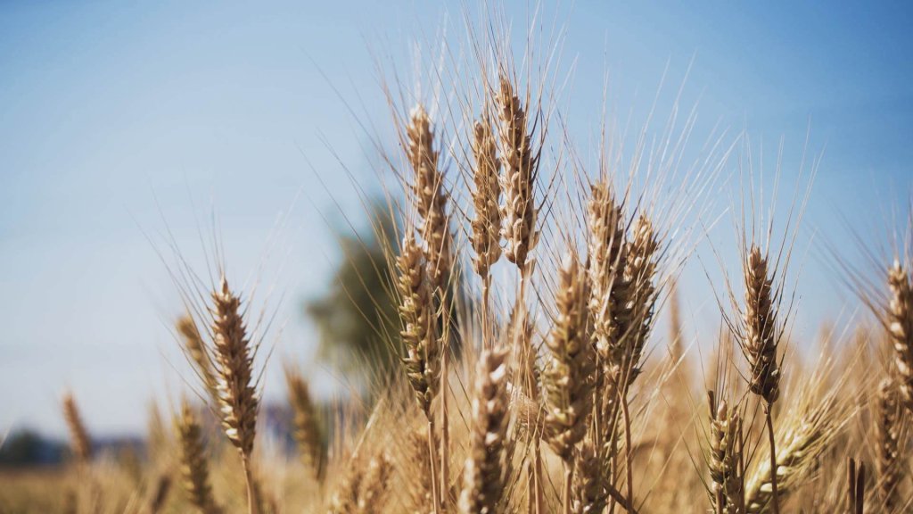 Conoce las enfermedades del trigo